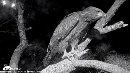 NE Florida Eagles Live Webcam - Apr 29, 2026, 10:10pm EDT