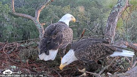 NE Florida Eagles Live Webcam - Sep 6, 2026, 7:12am EDT
