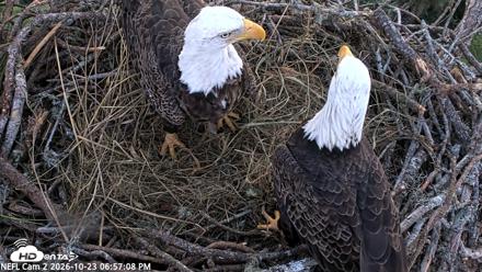 NE Florida Eagles Live Webcam - Oct 23, 2026, 6:58pm EDT