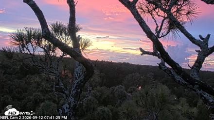 NE Florida Eagles Live Webcam - Sep 12, 2026, 7:42pm EDT