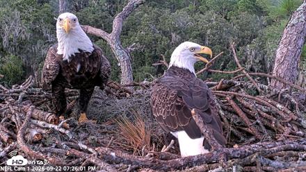 NE Florida Eagles Live Webcam - Sep 22, 2026, 7:26pm EDT