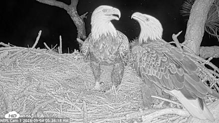 NE Florida Eagles Live Webcam - Sep 4, 2026, 5:37am EDT