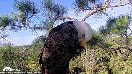 NE Florida Eagles Live Webcam - Sep 27, 2026, 8:53am EDT
