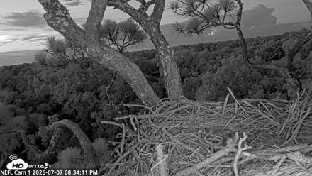 NE Florida Eagles Live Webcam - Jul 7, 2026, 8:35pm EDT