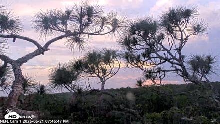 NE Florida Eagles Live Webcam - May 21, 2026, 7:48pm EDT