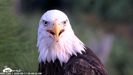 NE Florida Eagles Live Webcam - Aug 17, 2026, 6:48am EDT