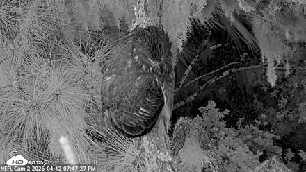 NE Florida Eagles Live Webcam - Apr 12, 2026, 7:48pm EDT