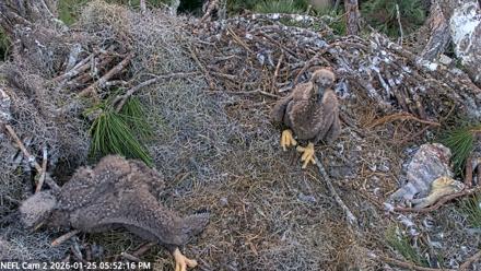 NE Florida Eagles Live Webcam - Jan 25, 2026, 5:52pm EST