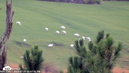 NE Florida Eagles Live Webcam - Jul 20, 2026, 5:48pm EDT
