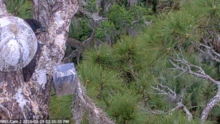 NE Florida Eagles Live Webcam - Mar 29, 2026, 3:36pm EDT