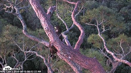 NE Florida Eagles Live Webcam - Apr 15, 2026, 6:33am EDT
