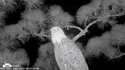NE Florida Eagles Live Webcam - Aug 21, 2026, 9:38pm EDT