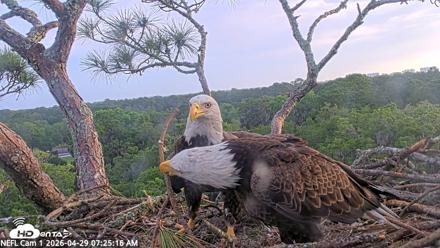 NE Florida Eagles Live Webcam - Apr 29, 2026, 7:26am EDT