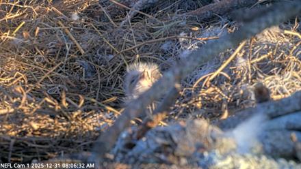 NE Florida Eagles Live Webcam - Dec 31, 2025, 8:07am EST