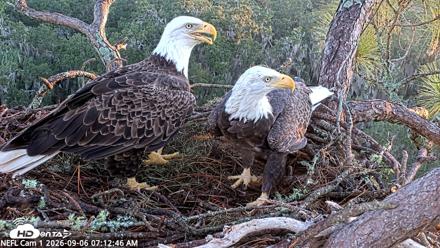 NE Florida Eagles Live Webcam - Sep 6, 2026, 7:13am EDT