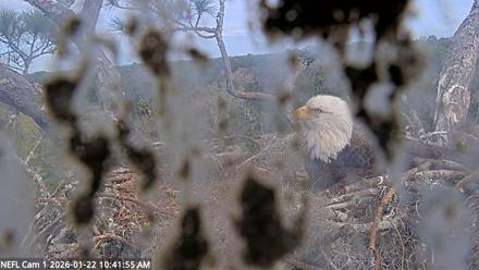 NE Florida Eagles Live Webcam - Jan 22, 2026, 10:42am EST