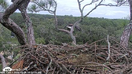 NE Florida Eagles Live Webcam - Oct 6, 2026, 10:52am EDT