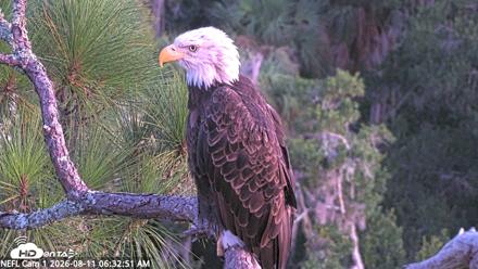 NE Florida Eagles Live Webcam - Aug 11, 2026, 6:34am EDT