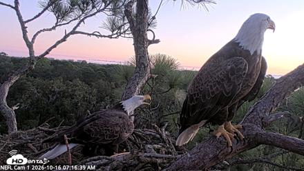 NE Florida Eagles Live Webcam - Oct 16, 2026, 7:17am EDT