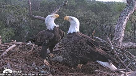 NE Florida Eagles Live Webcam - Sep 4, 2026, 6:45am EDT