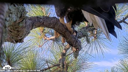 NE Florida Eagles Live Webcam - Sep 22, 2026, 8:32am EDT