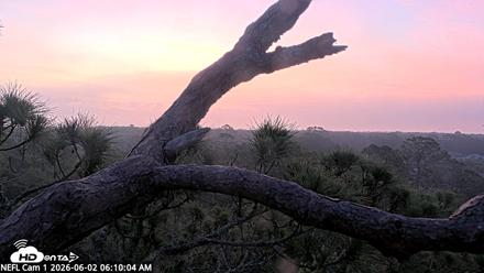 NE Florida Eagles Live Webcam - Jun 2, 2026, 6:11am EDT