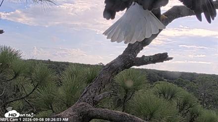 NE Florida Eagles Live Webcam - Sep 8, 2026, 9:27am EDT