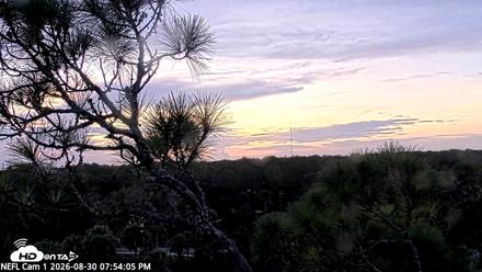 NE Florida Eagles Live Webcam - Aug 30, 2026, 7:55pm EDT