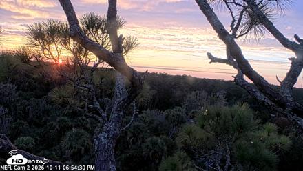 NE Florida Eagles Live Webcam - Oct 11, 2026, 6:55pm EDT