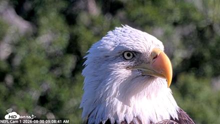 NE Florida Eagles Live Webcam - Aug 30, 2026, 9:10am EDT