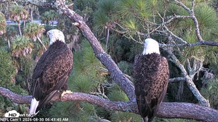 NE Florida Eagles Live Webcam - Aug 30, 2026, 6:44am EDT