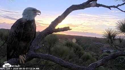 NE Florida Eagles Live Webcam - Aug 30, 2026, 7:13am EDT