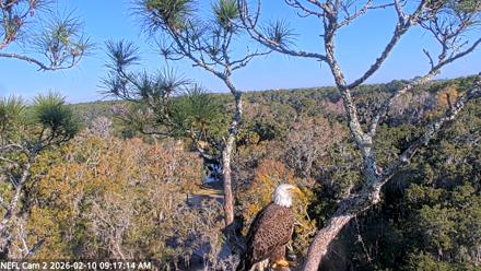 NE Florida Eagles Live Webcam - Feb 10, 2026, 9:18am EST