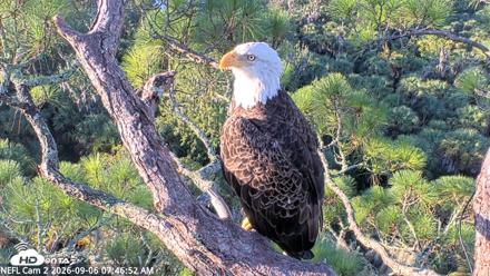 NE Florida Eagles Live Webcam - Sep 6, 2026, 7:47am EDT