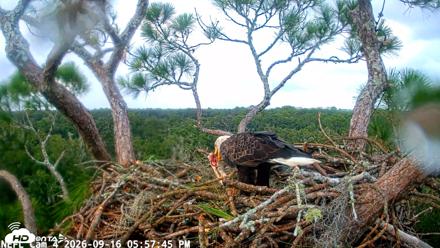 NE Florida Eagles Live Webcam - Sep 16, 2026, 5:58pm EDT