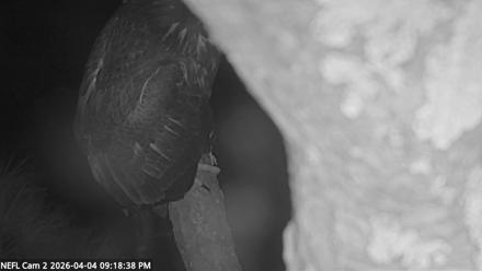 NE Florida Eagles Live Webcam - Apr 4, 2026, 9:19pm EDT