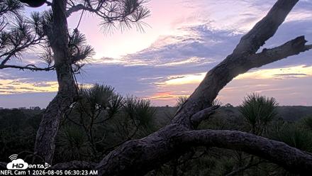 NE Florida Eagles Live Webcam - Aug 5, 2026, 6:31am EDT