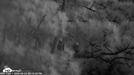 NE Florida Eagles Live Webcam - Apr 22, 2026, 8:16pm EDT