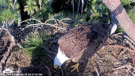 NE Florida Eagles Live Webcam - Apr 18, 2026, 8:38am EDT