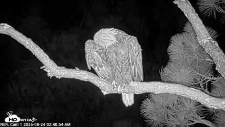NE Florida Eagles Live Webcam - Aug 24, 2026, 2:41am EDT