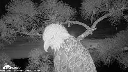 NE Florida Eagles Live Webcam - Aug 12, 2026, 8:33pm EDT