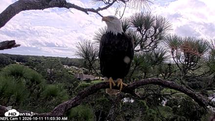 NE Florida Eagles Live Webcam - Oct 11, 2026, 11:04am EDT