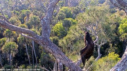 NE Florida Eagles Live Webcam - Mar 22, 2026, 5:53pm EDT