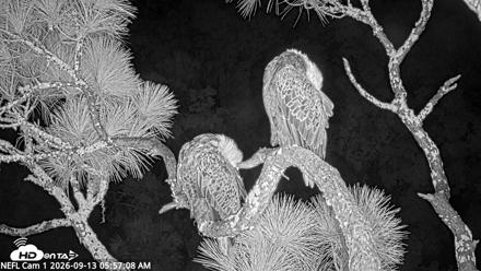NE Florida Eagles Live Webcam - Sep 13, 2026, 5:58am EDT