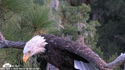 NE Florida Eagles Live Webcam - Aug 25, 2026, 6:51am EDT