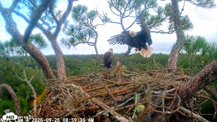 NE Florida Eagles Live Webcam - Sep 25, 2026, 9:00am EDT