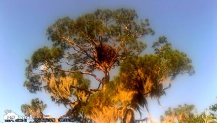 NE Florida Eagles Live Webcam - May 17, 2026, 8:39am EDT