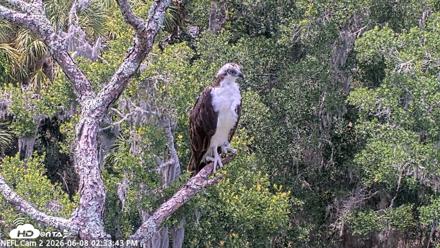 NE Florida Eagles Live Webcam - Jun 8, 2026, 2:34pm EDT