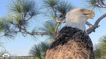 NE Florida Eagles Live Webcam - Oct 16, 2026, 8:57am EDT