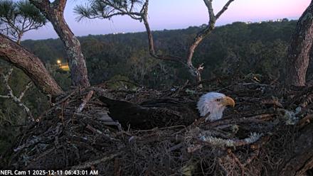 NE Florida Eagles Live Webcam - Dec 11, 2025, 6:43am EST